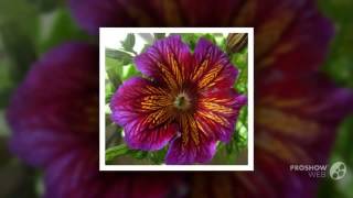 Salpiglossis  garden plants [upl. by Llet]