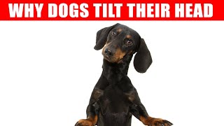 Why Dogs Tilt Their Heads When You Talk to Them and 6 Other Dog Behaviors Explained [upl. by Ydniahs]