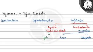 Fill in the blanks \ \mathrmP \ Vertebrata W  1 asubphylum bchondrichthyes costeicht [upl. by Yasnyl]