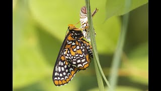 Baltimore Checkerspot Butterfly [upl. by Mariellen]