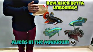 Unboxing my new WILD ALIEN BETTAS  most beautiful BETTAS [upl. by Onitnas]