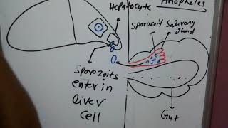 Malaria part 3 sporozoitcryptozoits preerythrocytic cycle anophilin [upl. by Prentiss]