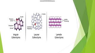 Collenchyma II Simple tissuesII Structure types and function [upl. by Ledarf]