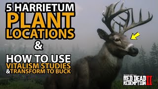 5 Harrietum Officinalis Plant Locations amp How To Use Vitalism Studies Transform to Buck in Red Dead [upl. by Peters]