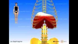 Muscle diaphragme périnée simplifié ancienne conception muscles intercostaux [upl. by Ecirtal]