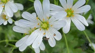 Greater Stitchwort with John Feehan Wildflowers of Offaly series [upl. by Adnama406]