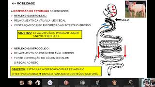 FISIOLOGIA VETERINÁRIA  ESTÔMAGO – MOTILIDADE [upl. by Aihsein]