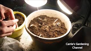 how to plant caladium bulbs how to plant caladium tubers how to grow caladium bulbs [upl. by Tail40]