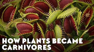 How Plants Became Carnivores [upl. by Rodger]