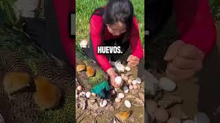 ¿Por qué esta chica está rompiendo el huevo del pavo real😮 shortsvideo [upl. by Inglis]