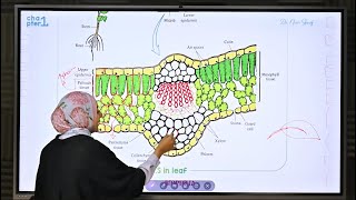 Biology  2nd sec session 2 summary  Biophilia [upl. by Culbert512]