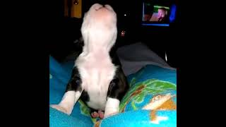 Baby Boston Terrier Puppy Howls [upl. by Dianna]