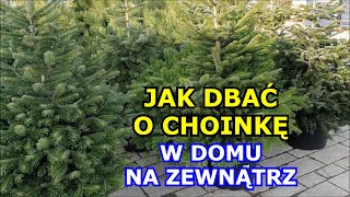 JAK Dbać o Choinki w Domu i na Zewnątrz Jak długo Choinka może być w Domu Zimowanie Choinek Uprawa [upl. by Allehc]