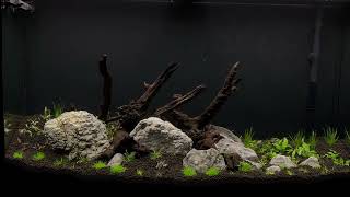 New 46 Gallon Planted Tank [upl. by Oech]