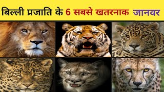 बिल्ली परिवार के सबसे खतरनाक सदस्य। cat family most danger member [upl. by Immas]