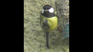 Garden Bird Regulars to our Feeders in the Belfast Castlereagh Hills [upl. by Chaddy831]