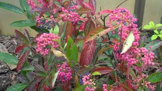 Brandywine Viburnum [upl. by Waller]