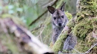 Rare Wallabies Spotted In UK Forests [upl. by Kecaj]