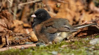 Darkeyed Junco in the Sun [upl. by Callery928]