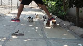 Shih Tzu Puppies For Sale SangFroid Kennels™ [upl. by Elbas]