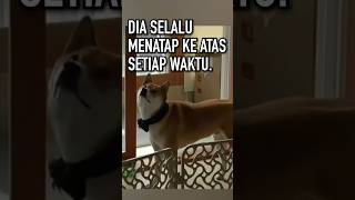 Anjing Ini Melihat Makhluk Tak Kasat Mata [upl. by Livy]