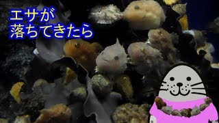 新江ノ島水族館のフウセンウオ 上から餌が落ちてくると・・給餌 [upl. by Leede]