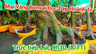 Mai Vàng Hoành To giá rẻ E Cường 0977893824811 [upl. by Ernest]