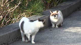 Stalking Cat  Funny Cute Cat Videos [upl. by Kane]