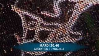 Migration  languille [upl. by Nalra]