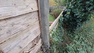 Fixing a concrete fence post [upl. by Hcone388]