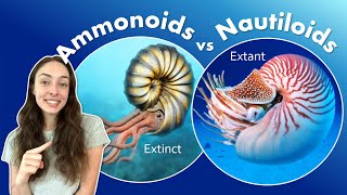 Why Ammonoids Went Extinct at the End Cretaceous While Nautiloids Survived GEO GIRL [upl. by Wertz877]