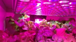 2 Nvx projecteur LED chip 10W culture indoor plante hydroponique 34W pour 12 m² est ce suffisant [upl. by Milano893]