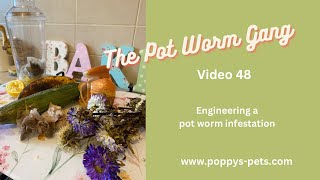 Video 48 Starting a Pot Worm Farm and they Love Decaying Matter [upl. by Alrad375]