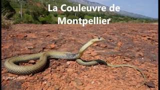 AHPAM La couleuvre de Montpellier Malpolon monspessulanus 2016 Snake in south of France [upl. by Leatrice]