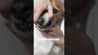 How to Keep Your Dog’s Teeth Clean Simple Tip [upl. by Einhapets]