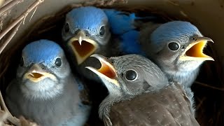 Live Nest Cam Captures Incredible Transformation of Baby Bluebirds [upl. by Strep]