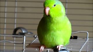 Valentino the Singing Parrotlet [upl. by Alfeus]