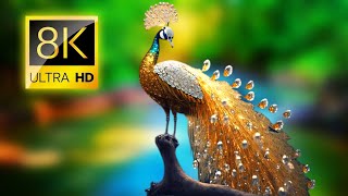 Mesmerizing Peacocks in 8K HDR  Ultra HD Peacock Dance and Plumage Display [upl. by Nahguav]