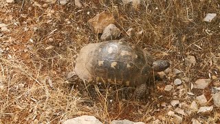 Κρασπεδωτή χελώνα Testudo marginata σε αναζήτηση τροφής [upl. by Suirada]