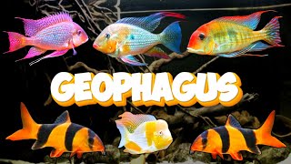 The Ultimate CENTERPIECE Fish Geophagus VaraityAngal Fish Tank Geophagus Fish Tank [upl. by Yrahca]