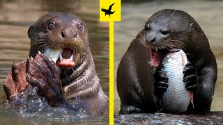 🤯¡MINI DOCUMENTAL DE LA NUTRIA GIGANTE – 12 DATOS DESCONOCIDOS🦦 [upl. by Akinwahs179]