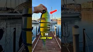 Fishermen’s Sneaky Fake Fish Trick 😂 [upl. by King]