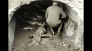 Alligators in New York Sewer [upl. by Nyleve738]