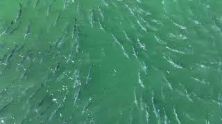 Drone Footage Aerial View of Bull Sharks Hunting Massive School of Fish [upl. by Urania242]