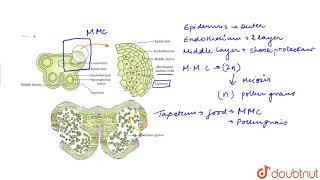 STAMEN MICROSPORANGIUM AND POLLEN GRAIN [upl. by Aititil166]