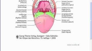 Verdauung Mundraum Thema des Grundkurses HeilpraktikerAusbildung [upl. by Linoel742]