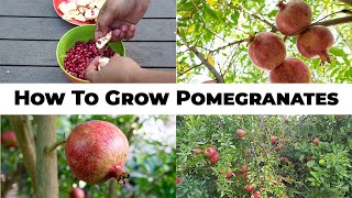 5 Year Pomegranates  How To Grow Wonderful Pomegranates amp Pomegranate Tree Care [upl. by Cortney]