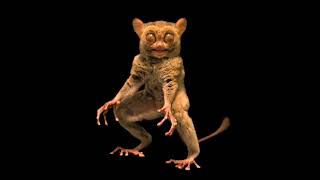 Photographer Joel Sartore captured this footage of a Horsfield tarsier at Taman Safari in Indonesia [upl. by Taryne799]