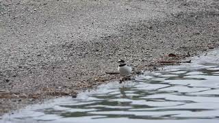 Petit gravelot cherche sa nourriture  Charadrius dubius [upl. by Belldas]