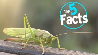 Top 5 Facts About Eating Bugs [upl. by Spillihp]